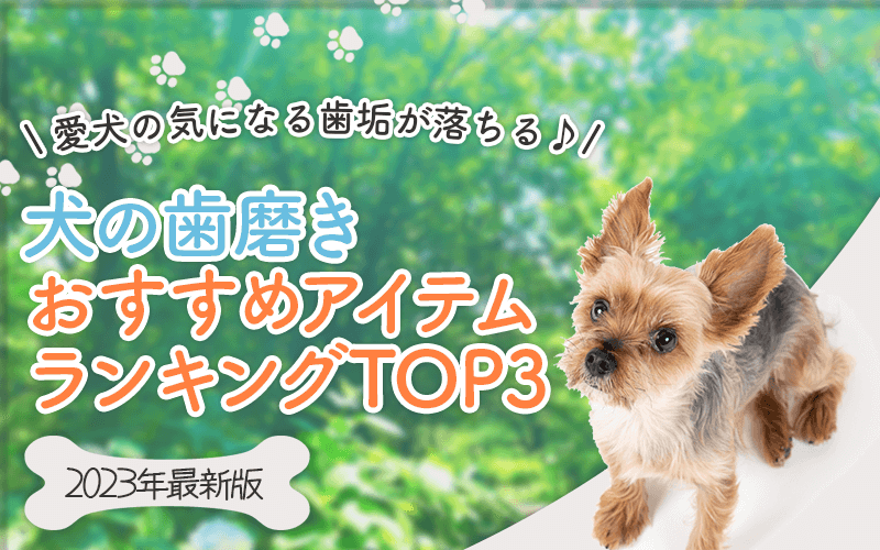 愛犬の気になる歯垢が落ちる♪犬の歯磨きアイテムランキングTOP3