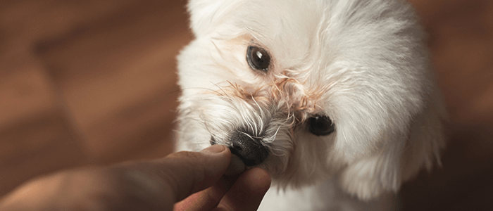 【愛犬が嫌がらないもの】イメージ